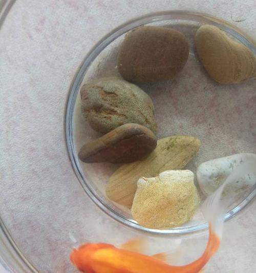 牛鼻子干燥的原因、症状和治疗方法（牛鼻子干燥，怎么办？教你快速缓解鼻子干涩不适）