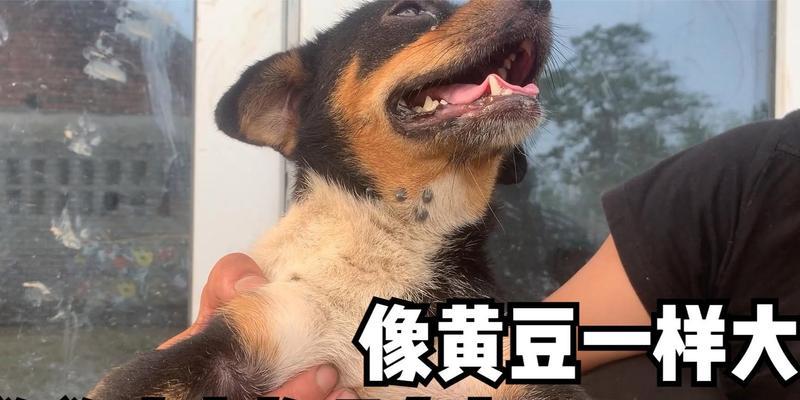 幼犬为什么会有虫子？（探究幼犬寄生虫的原因和预防方法）