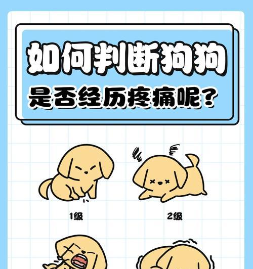 揭开狗的分类等级之谜（了解不同品种犬类的特点与魅力）