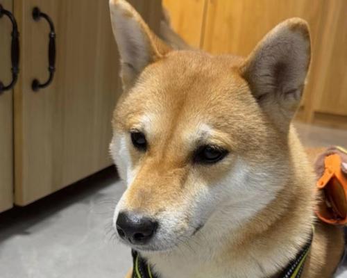 宠物狗老龄化带来的现象及应对措施（老龄化）