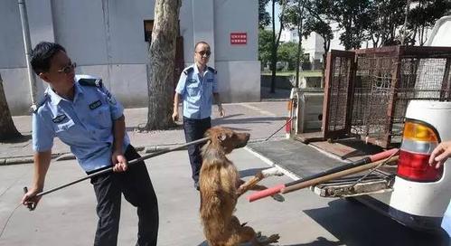 狗抓墙的原因和解决方法（探索狗为何会抓墙以及如何解决这一行为问题）