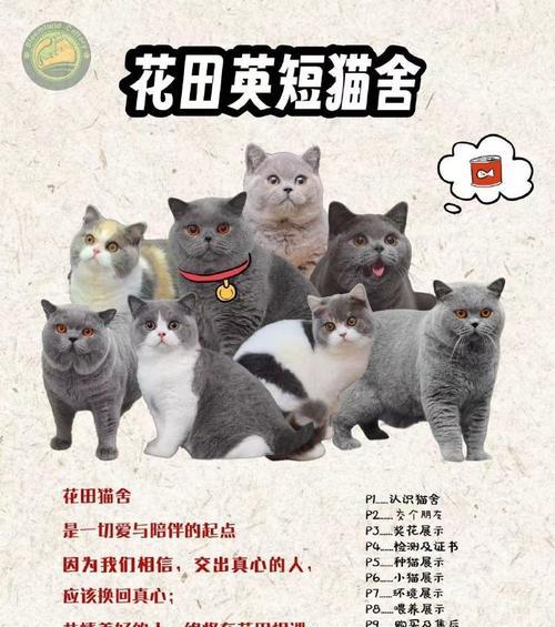 关于英国短毛猫的养护知识（关键注意事项及养护技巧）