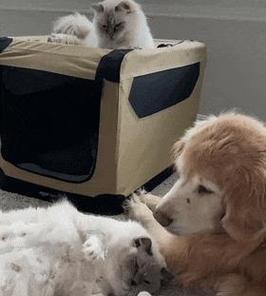 狗与猫（深入探索狗和猫的个性与习性，探究其区别与共通）