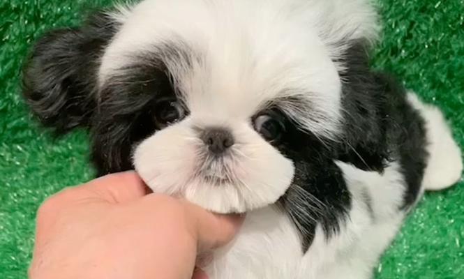 四个月西施犬的饮食指南（科学搭配营养均衡，让你的西施宝宝健康成长）