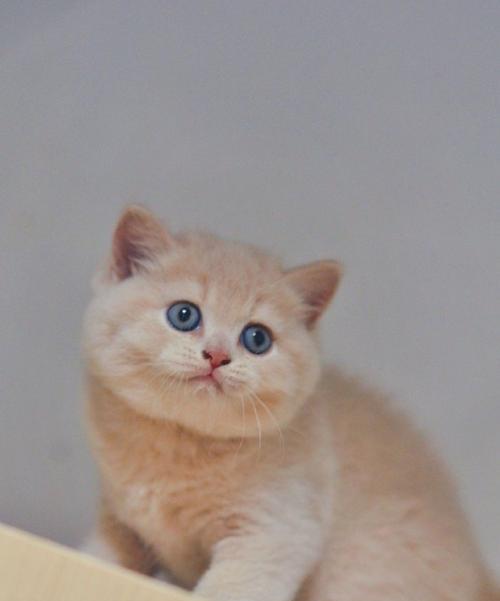 探讨最好看的猫的颜色（以什么颜色的猫最吸引人的眼球？）