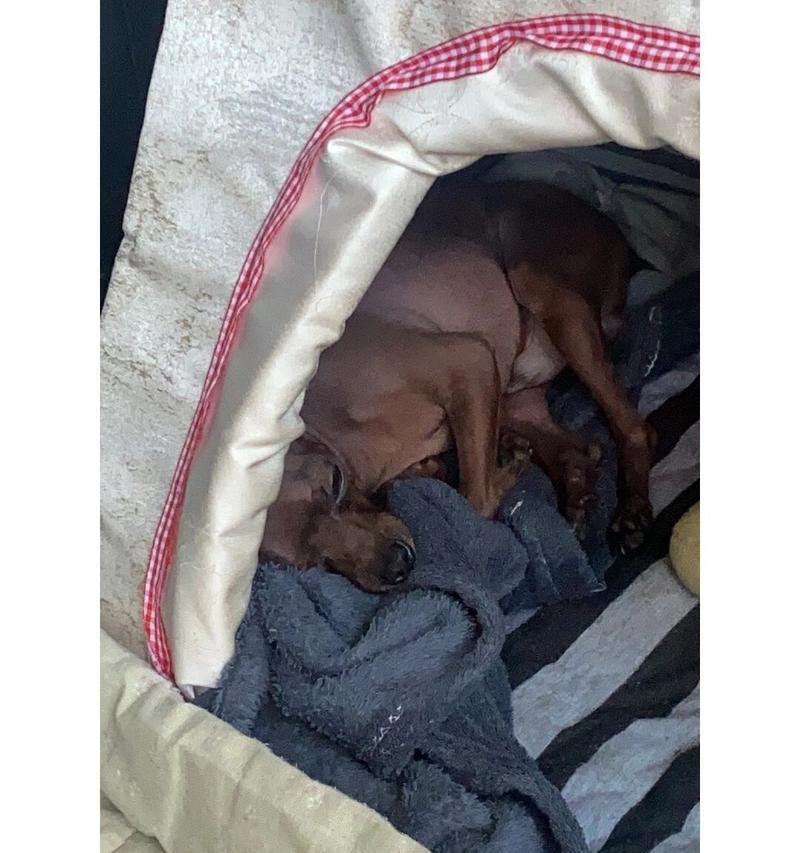 幼犬腿骨折的症状及应急处理措施（了解幼犬腿骨折的症状，及时施救，保障宠物健康）