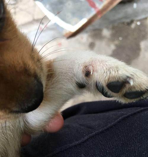 狗狗指甲变细的原因及治疗方法（了解为何狗狗的指甲会变细以及如何治疗这个常见问题）