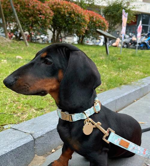 解密与腊肠犬相似的狗的品种（揭秘“腊肠兄弟”背后的神秘身份）