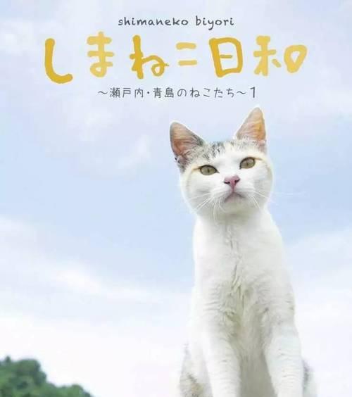 萌喵网——让你与可爱喵星人相伴（探索萌喵网的魅力世界）