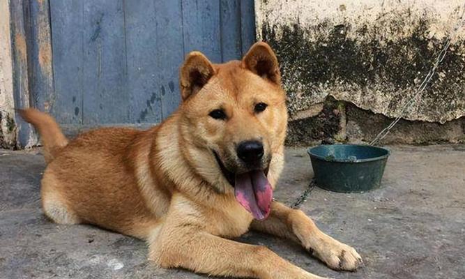 适合老人养的犬种选择（为老年人提供陪伴和安全的理想选择）