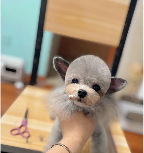 贵宾犬为什么需要剪毛？（探索贵宾犬剪毛的必要性和益处）