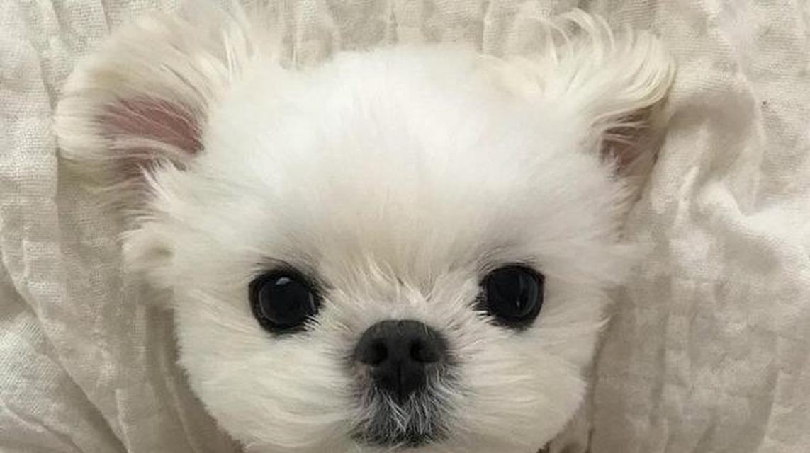 探寻世界上最可爱的狗品种（一起来探索那些令人着迷的小可爱们吧！）