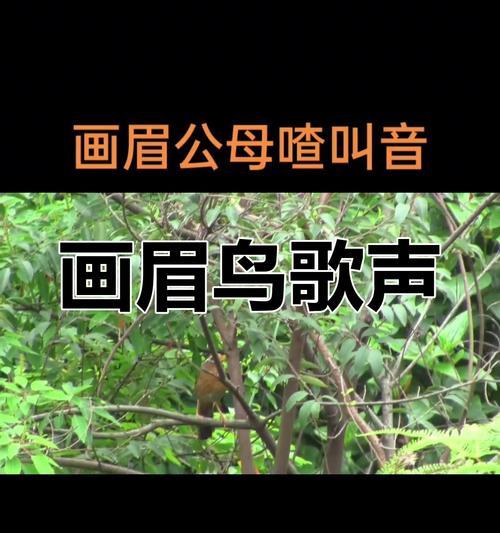 画眉鸟为何害怕其他鸟类？（探究画眉鸟的惧鸟心理及其原因）