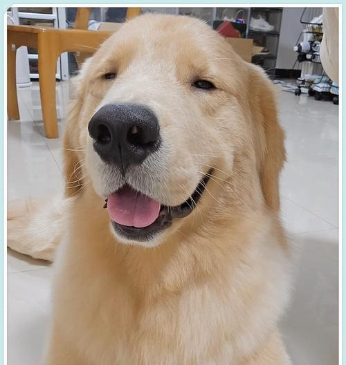 金毛犬（探秘金毛犬的外貌、性格与培养方法）