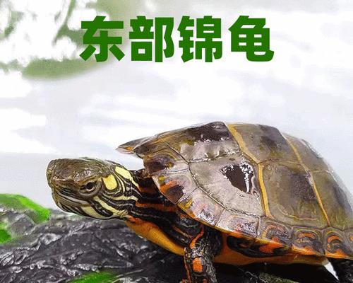 以养西锦龟的水质管理与调理技巧（保证西锦龟健康，关键在于水质的管理与调理）