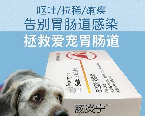 猫咪溃疡的治疗药物与护理指南（了解猫咪溃疡的治疗药物和如何提供护理）