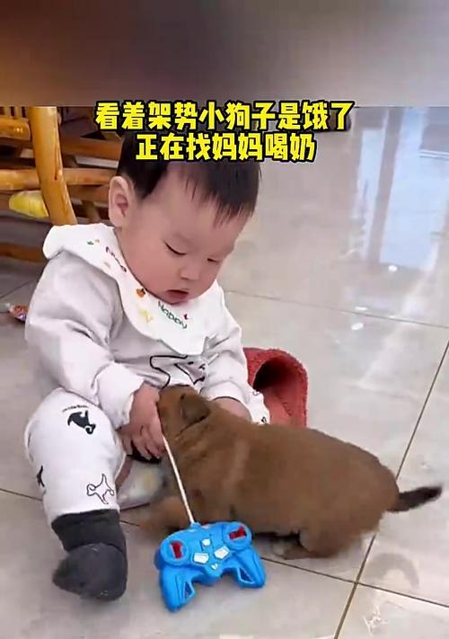小狗何时开始吃固体食物（了解小狗的哺乳阶段和过渡期）