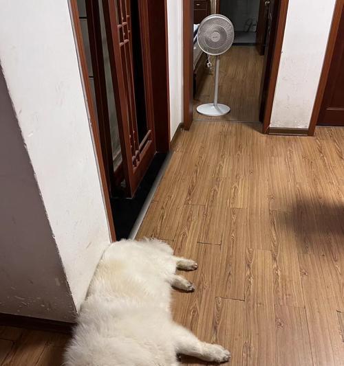 揭秘以萨摩哭的模样（探索以萨摩哭的神秘面纱）