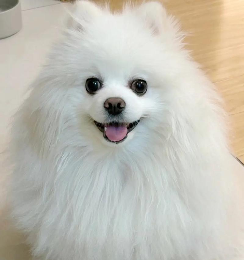 一月狗的饮食指南（让你的狗狗健康快乐成长）