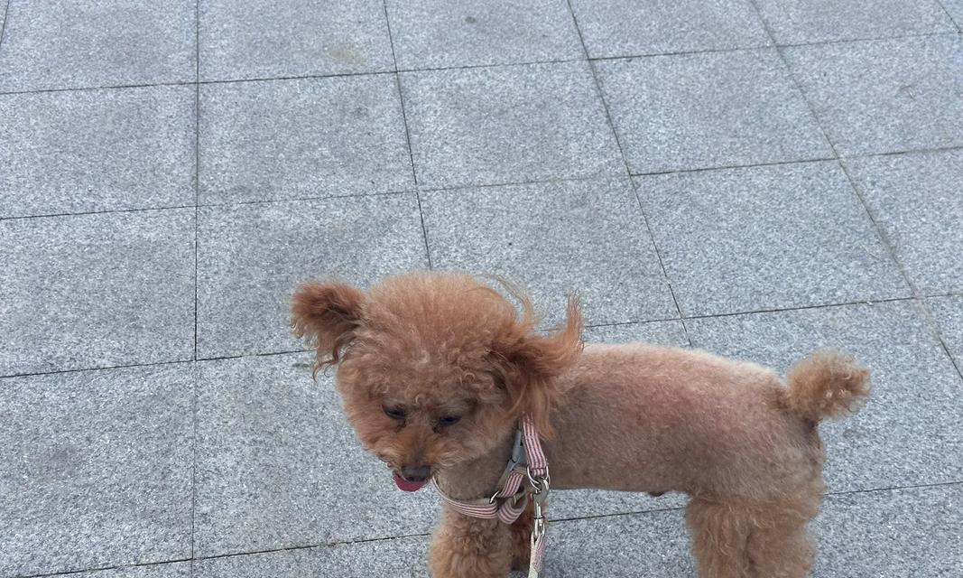 网络上的馒头是什么狗？（揭秘网络热门宠物“馒头狗”的真面目）