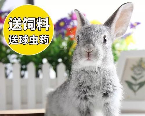 以快速生长为特点的肉兔品种选择（探究快速生长品种的特点和选择方法）