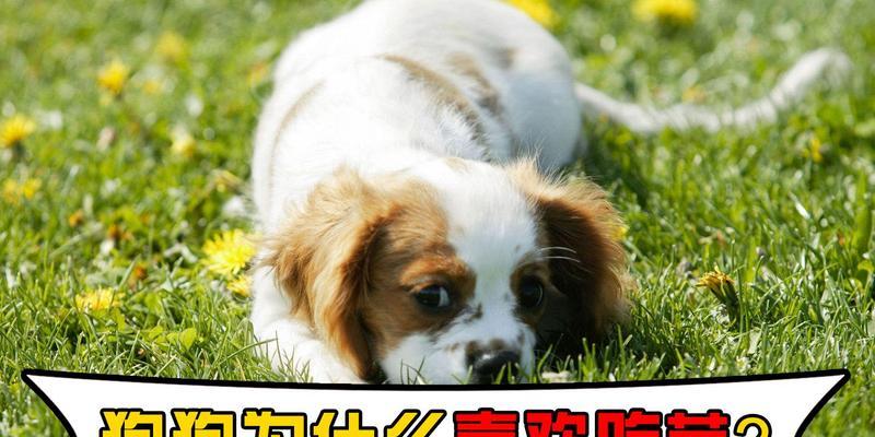 为什么狗狗喜欢吃沙（探究狗狗吃沙的原因及影响）