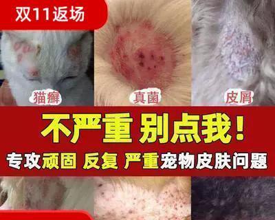 猫狗传染皮肤病的防控措施（探究如何预防猫狗传染皮肤病，守护宠物健康）