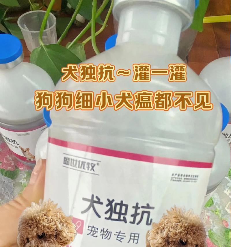 狗狗生育后的饮食需求（它们需要什么来保持健康？）