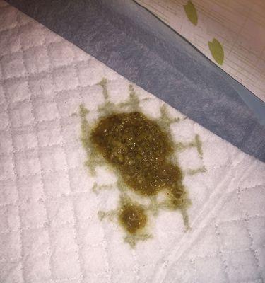 泰迪犬拉稀的原因及治疗方法（了解泰迪犬拉稀的常见原因及如何帮助治疗）
