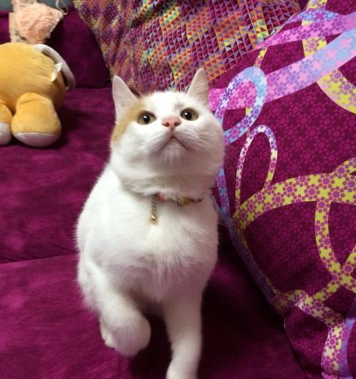 猫后半身老抖的原因解析（揭秘猫咪为何会出现后半身老抖，探究相关健康问题）