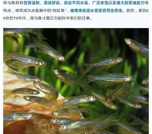 斑马鱼的繁殖盒及其使用方法（选择适合斑马鱼的繁殖盒，让繁殖更加成功）