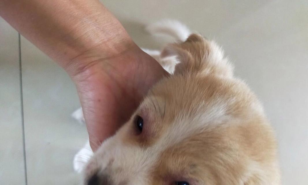 揭秘狗狗眼镜肿的原因（狗狗眼镜肿，怎么回事？）