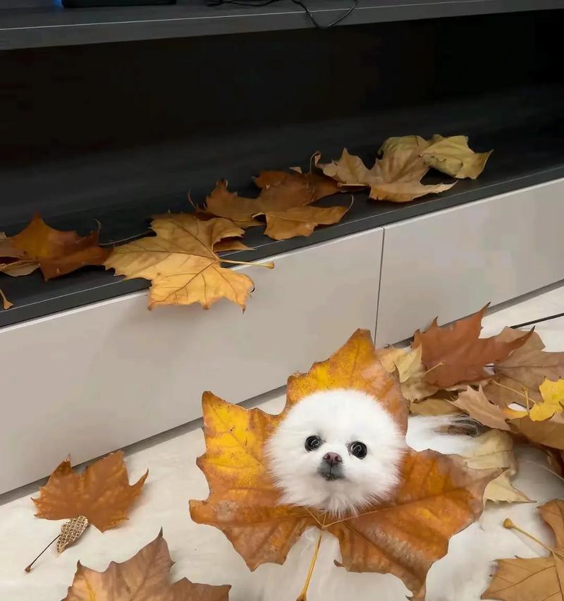 博美狗为什么鼻子总是湿湿的？（揭秘博美狗鼻子湿润的原因）