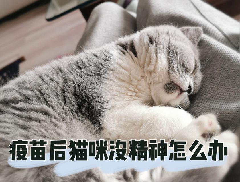 猫咪的健康保障——疫苗的重要性（了解猫疫苗，给爱宠全面的保护）