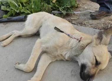 为什么狗喜欢蹭死狗？（探索狗蹭死狗行为的原因及意义）
