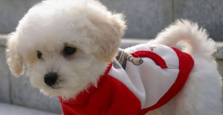 选择适合养宠物的小型犬品种（了解犬只品种特性，选择合适的宠物伴侣）