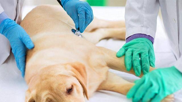 如何为患有犬瘟热的狗狗提供适宜的食物？（以营养均衡的食物帮助狗狗恢复健康）
