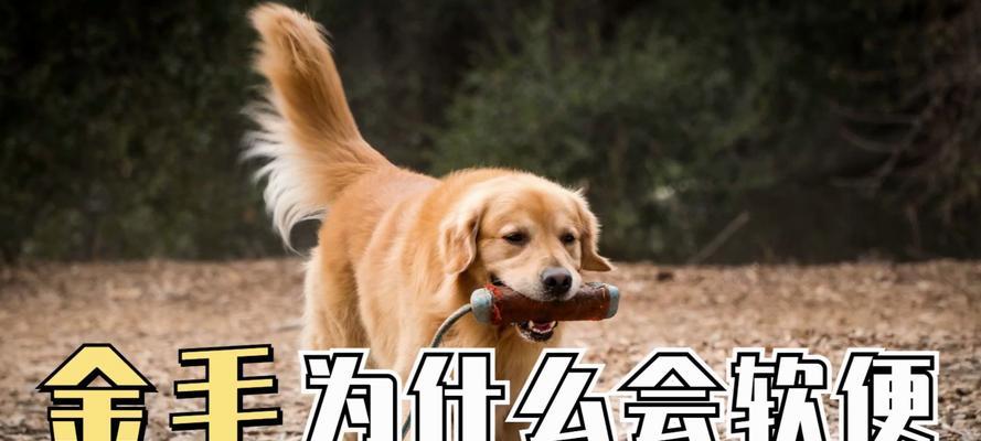 金毛喘气的原因及应对方法（探究金毛喘气的原因，为您提供应对方法）