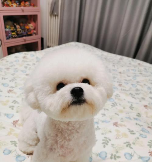 比熊狗头型选择指南（了解不同头型，让你的比熊更好看）