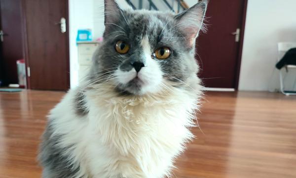 为什么要给猫猫做绝育手术（关爱猫咪健康，选择正确时机进行绝育手术）