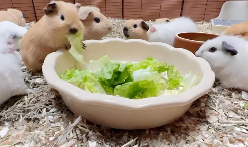 荷兰猪的饮食指南——满足你宠物猪的味蕾（了解荷兰猪的主要食物，让你的宠物保持健康和活力）