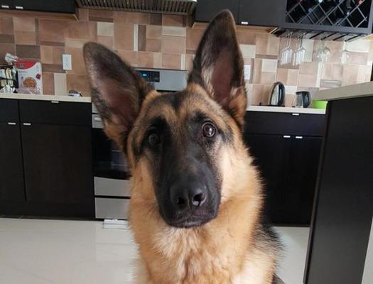 犬类智商排行榜（探究犬类中最聪明的品种以及其智商特点）