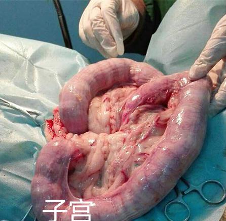 狗狗子宫流血不止，可能患上何种疾病？（了解狗狗子宫出血的原因和治疗方法）