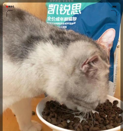 以美短吃什么猫粮为主题的饮食指南（营养均衡的猫粮选择，）