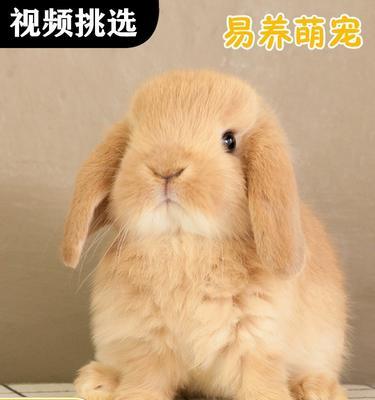 折耳兔的饮食需要注意什么？（以什么草为主食才适合折耳兔？）