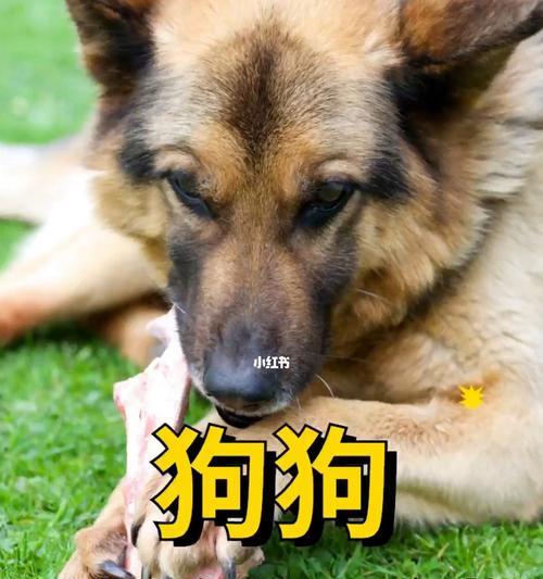 狗狗生病了，如何正确选择食物？（从健康饮食开始，守护爱宠的健康）