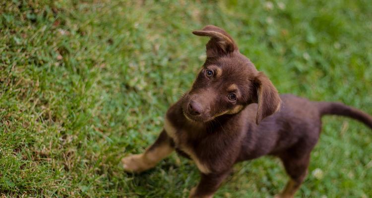 小鹿犬——迷人的个性与温顺品质（小鹿犬的特点、饲养和训练技巧、适应能力和健康注意事项等）