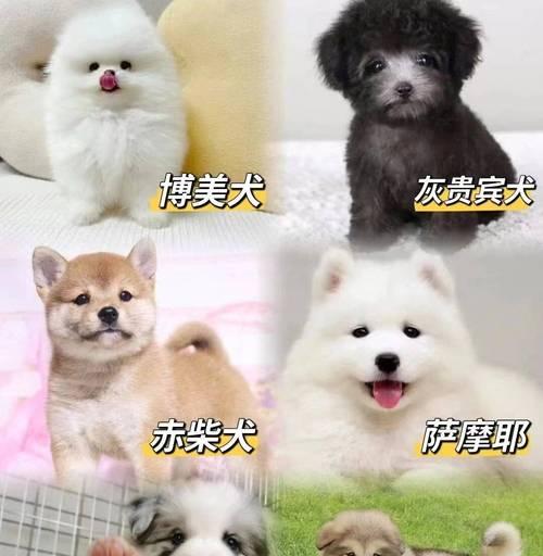 如何选择合适的时间购买柴犬（了解柴犬的生活需求和适应能力，选择最佳时间点）