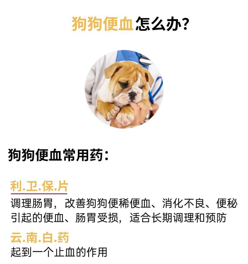 幼犬便血的症状及治疗方法（了解幼犬便血的症状，保护我们的小伙伴健康）