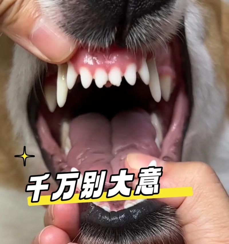 如何为狗狗刷牙（选择适合狗狗的牙刷和牙膏，让口腔健康无忧）